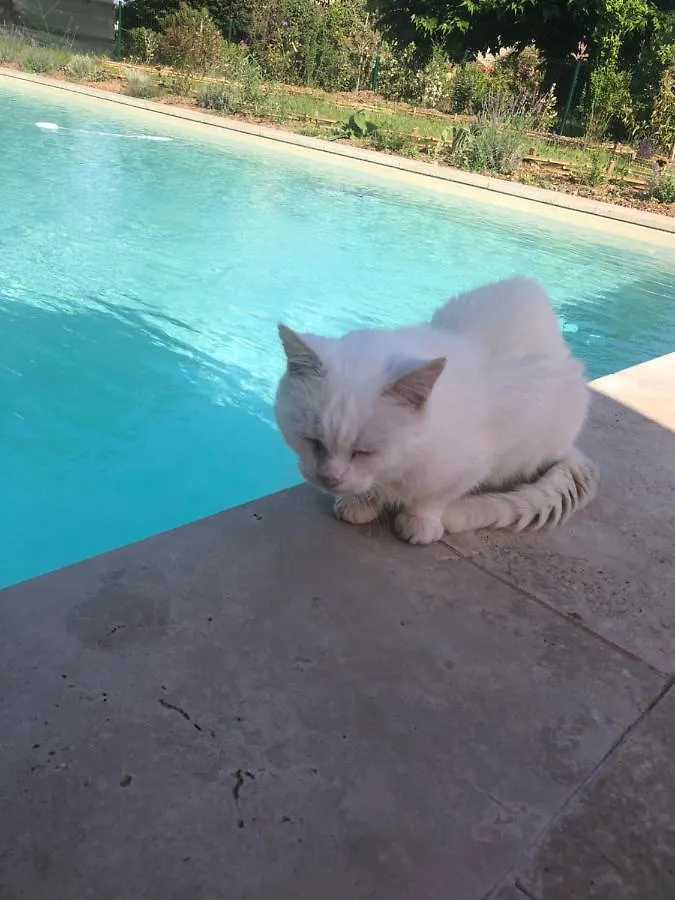 Le Gite De La Maison Des Chats Saint-Amans-du-Pech
